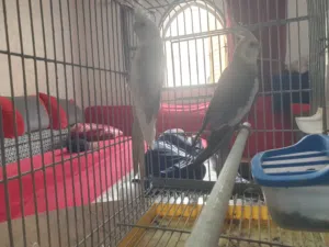 صوت طيور كوكتيل من نوع البينو للبيع وبالقفش والعس مقابل