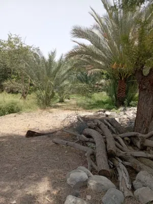 للبييع مزرعة