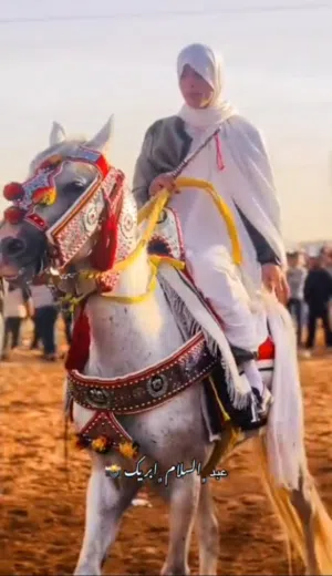 حصان عقد للبيع
