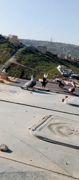 طيور حمام للبيع