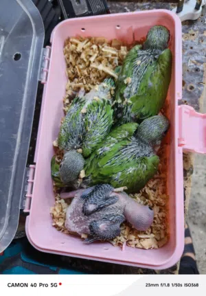 للبيع فروخ متو انتاج البحرين c للبيع قفص