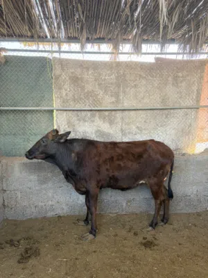 عجلة تهجين نمساوي