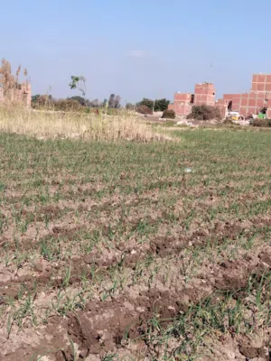 Farm Land for Sale in Tanta Other