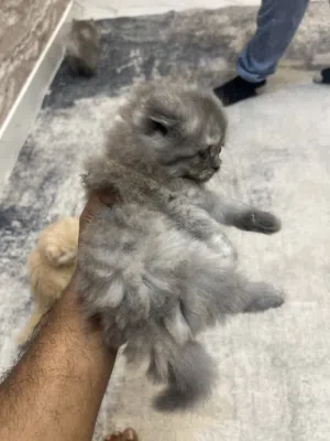 Persian kitten
