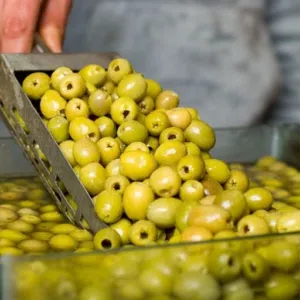 زيتون إيراني أصلي – طازج عالي الجودة