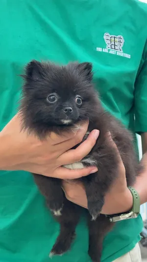 Pomeranian3