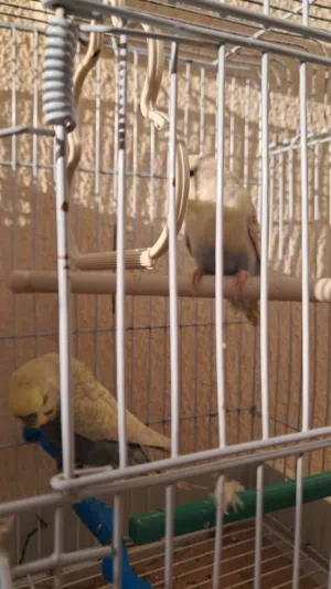 اقرا الوصف
