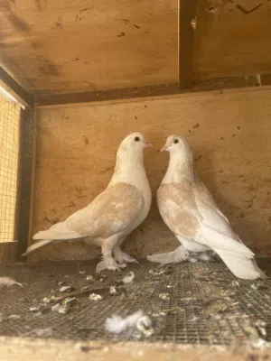 حمام زينه ل البيع على سبعه ونص