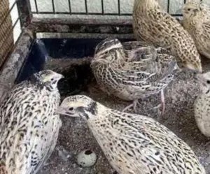 سمان وبط وطيور اخرى للبيع