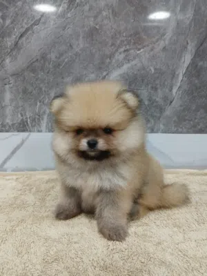 Pomeranian puppy's teacup