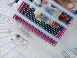 هوقو مشوشه
