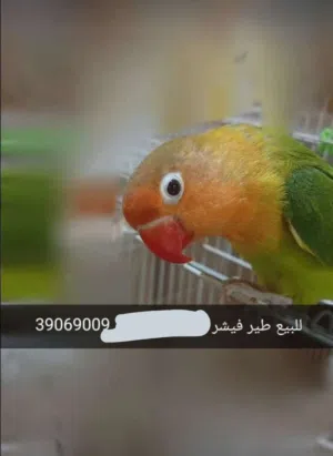 للبيع طير فشر متعلم