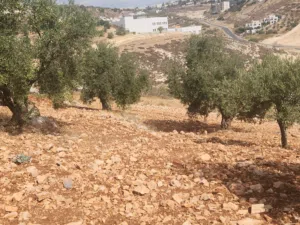 أجمل مناطق عمان الغربية بدر الجديده الرباحية الشمالية قرب دابوق حدائق الحسين