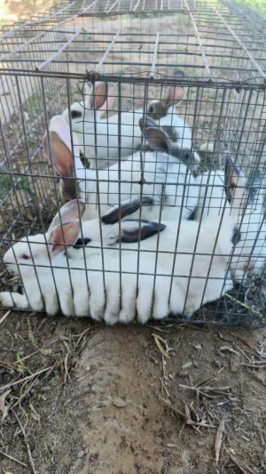 السلام عليكم ارانب عربيات انظاف مافيهنش قمل 4 دكوره و 4 إناث فيهن جوز اكبر من تانيات البيع بالجوز