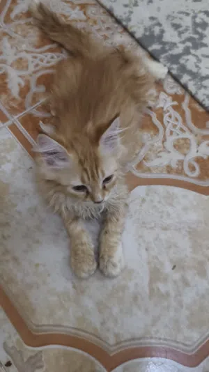 للبيع قطتين شيرازيه