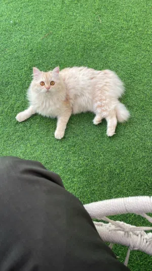 قطه منزليه للبيع