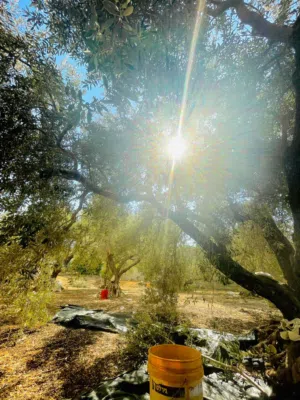 Mixed Use Land for Sale in Tulkarm Other