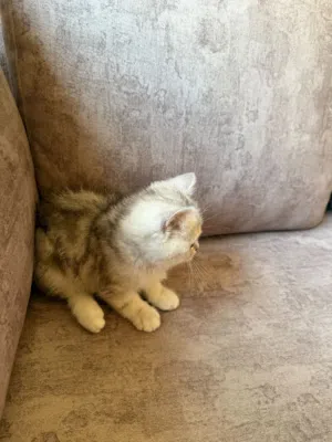 بس ذكر صغير سكوتش ستريت سيلڤر شيدد