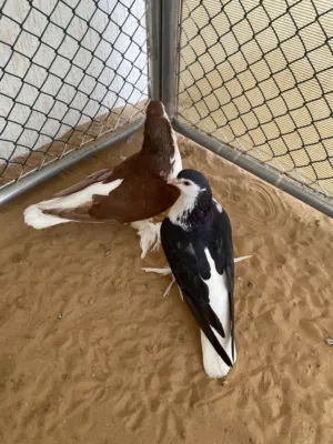 زوج حمام شيرازي