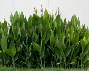 اشجار زينة الكنا او الكنة