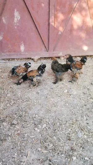 براهمي بورسلان