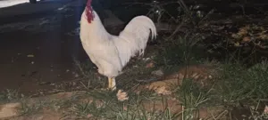 ديك حجم وليقة رب يبارك