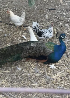 طاووس للبيع ابرا