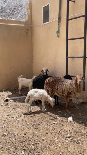 للبيع حلال أقرا الوصف