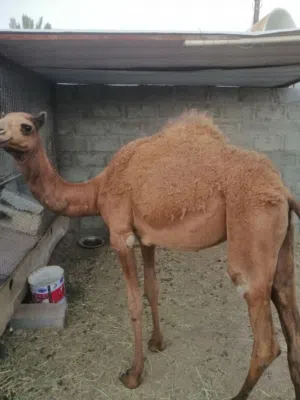 بكره باطنيه سمينه