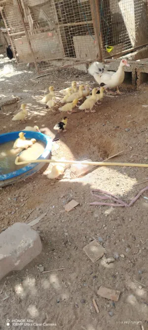 للبيع فروخ بط مصري