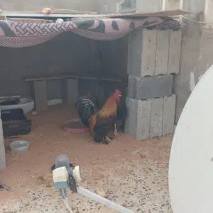 دجاج للبيع