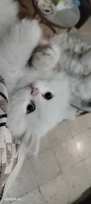 قط شيرازي للبيع
