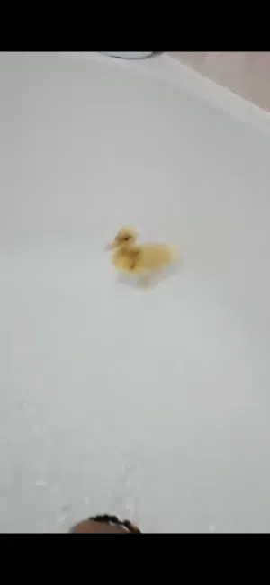 بيع بطه صغيرة