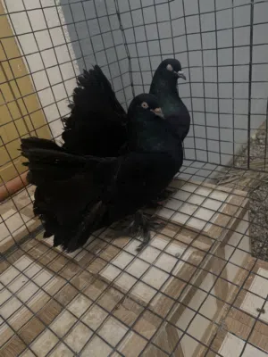 زوج شمسي بلون نادر تميز عن البقية