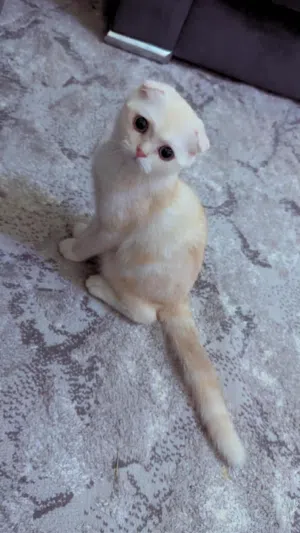 ذكر سكوتش فولد