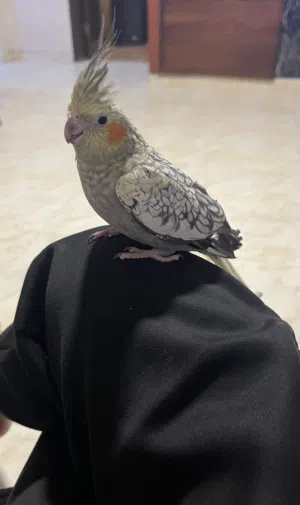 فراخ كوكتيل للبيع بسعر مناسب