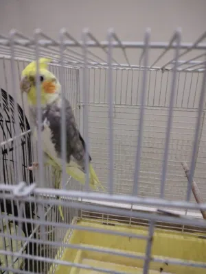 كوكتيل تغريد قوي