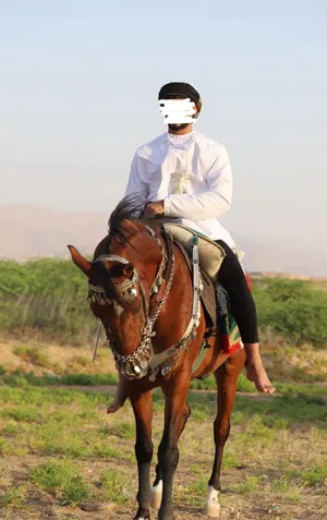 ‏خيل‏0
