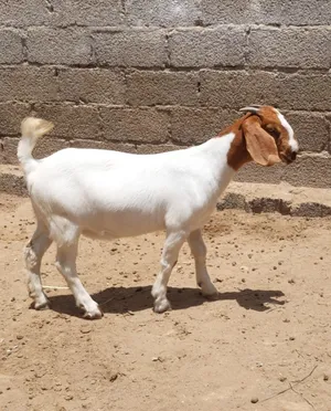 ‏ماعز‏1