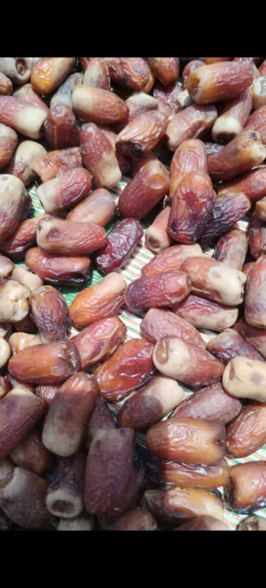 تمر نغال فاخر