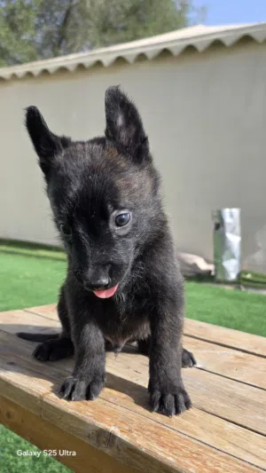 للبيع: جراء داتش مالينو (Dutch Shepherd / Malinois)  - دبابة حراسة حقيقية!   العمر: 45