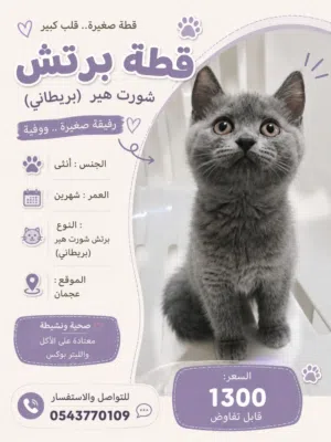 قطه  برتيش شورت هير
