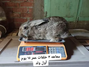 ‏أرانب‏0