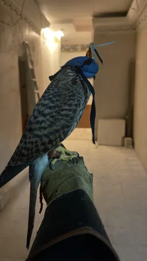 للبيع طيور مدربه توصيل لجميع مناطق برسوم علا حسب المنطقه باقي اخر اثنين الصامل ما اقصر معه حياكم