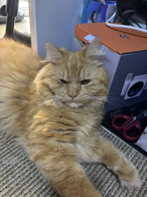 Fluffy Mix Kitten