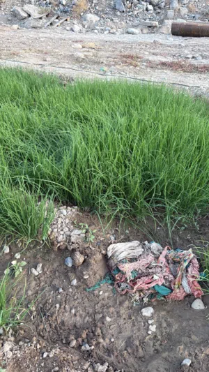بذور بصل نوع ممتاز بافطيم رقم واحد