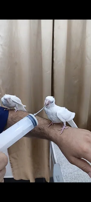 زوج كوكتيلات البينو ربه طينه عمر 4 اشهر يطلع خارج منزل وين ماتروح وراك تصيحله يجيك