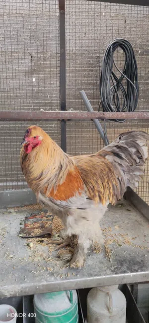 دجاج براهمي