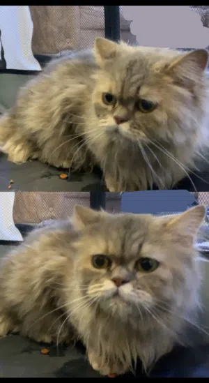 سلام عليكم قط او بزونة للبيع لون رمادي