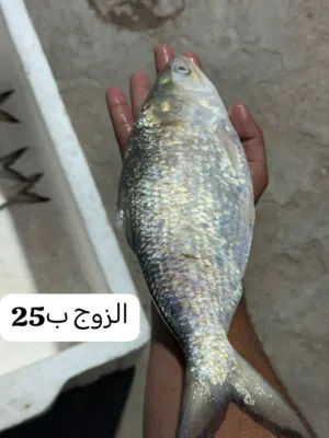 صبور خشن تاازة ابي الخصيب توصيل مجاني لابو الخصيب